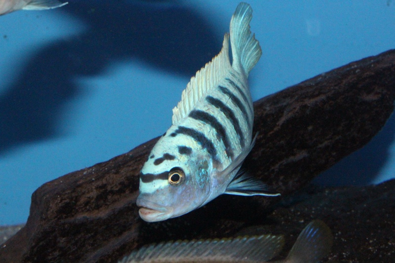 Maylandia zebra 'Boadzulu Island'